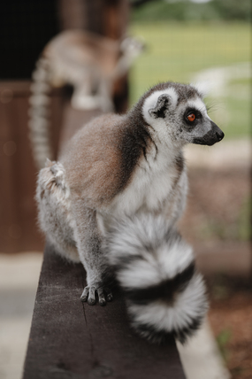 SIGULDA ZOO apmeklējums