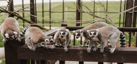 SIGULDA ZOO apmeklējums